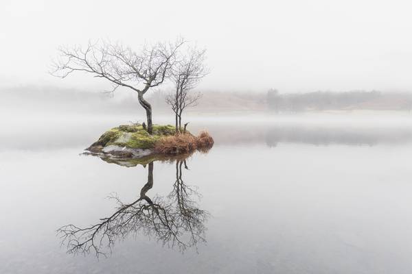 Rydal Tree in the Mist, Rydal Water, Lake District