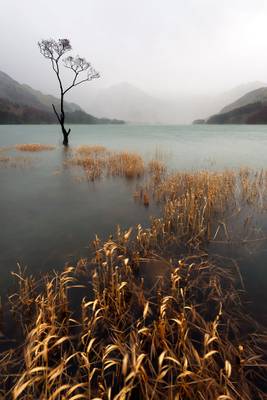 Lone Birch Tree, Buttermere, Lake District, UK