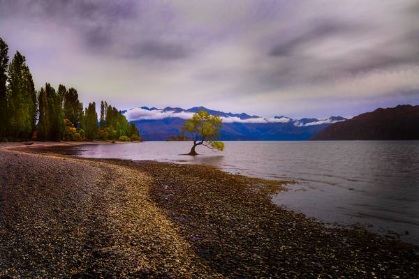 Wanaka Tree