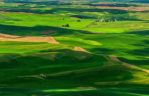 Summer Green in the Palouse