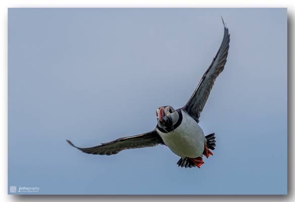 Puffin bringing home food