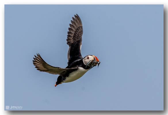 Puffin in flight with food