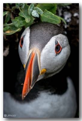 Puffin looking at you...