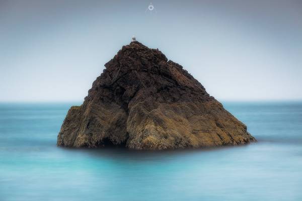 Gull on a Rock