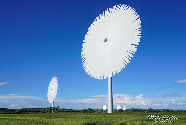 Giant Daisies ... !