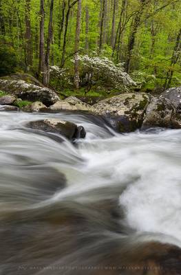 Dogwood Tremont Great Smoky Mountains