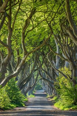 darkhedges-7454