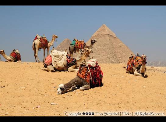 Camels at Giza