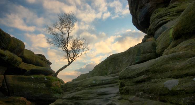 Brimham Rocks Tree