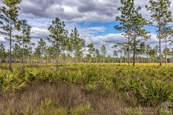 Pine flatwoods ecosystem at Hal Scott Preserve near Orlando, Florida [OC] [1280x854]