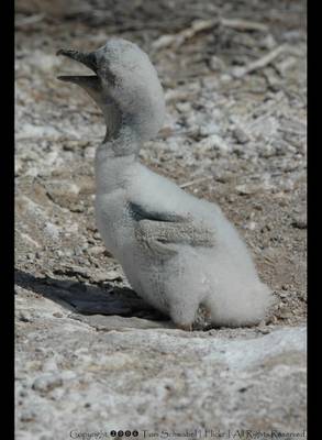Blue-footed Booby Chick