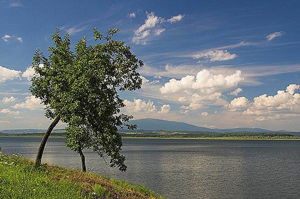 Apple Tree at Orava Dam