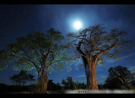 Baobabs Under the Milky Way