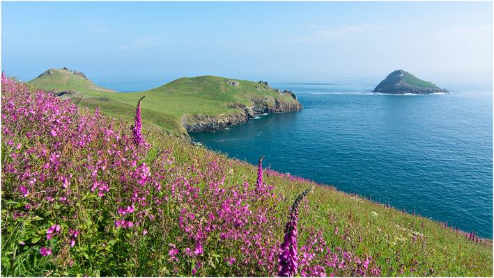 The flowers of The Rumps