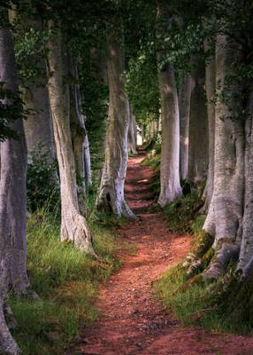 A Pathway Through The Beeches