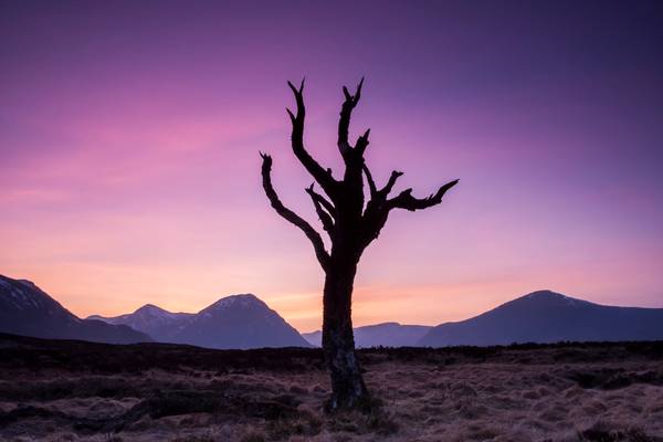 The Dead Tree, Rannoch Moor, Scotland