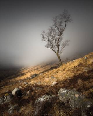 Silver Birch