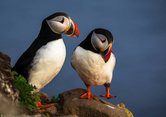 Puffin dance