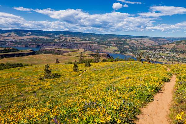 Rowena Plateau Wildflowers