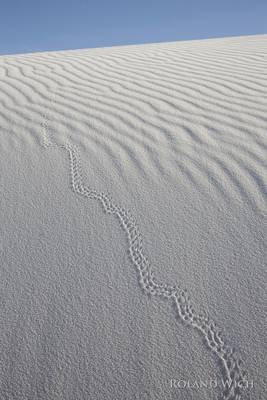 Desert Tracks