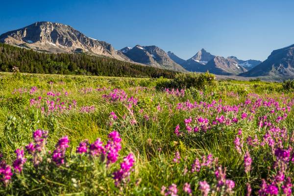 Wildflowers and mountains, Glacier NP, USA