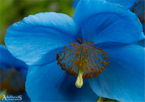 Blue poppy, Norway