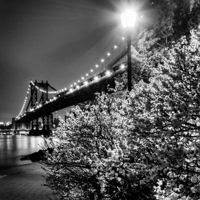 Bridge and blossoms at night