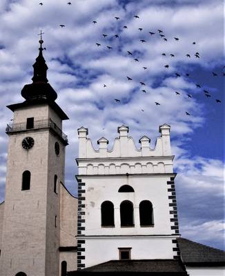 Jackdaw invasion in Podolinec