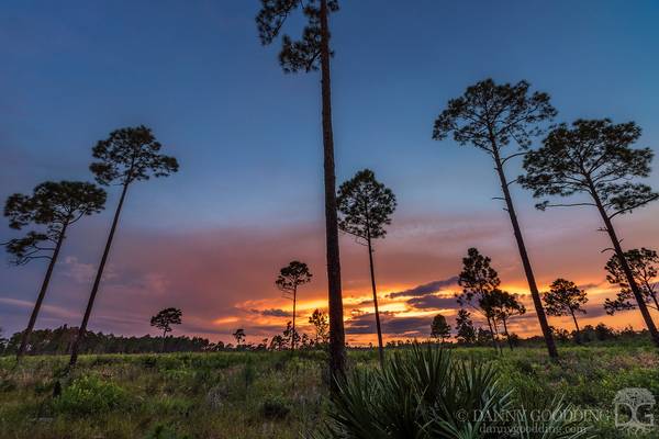 Pine sunset near Orlando, Florida [OC] [1280x854]