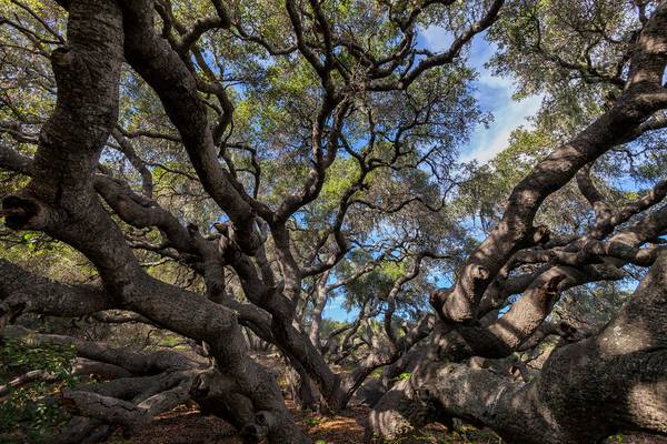 Los Osos Oaks