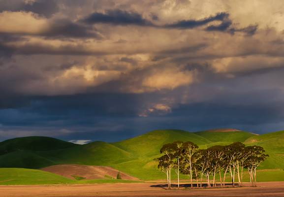 Small Group of Trees in Pukehou, Hawke's Bay
