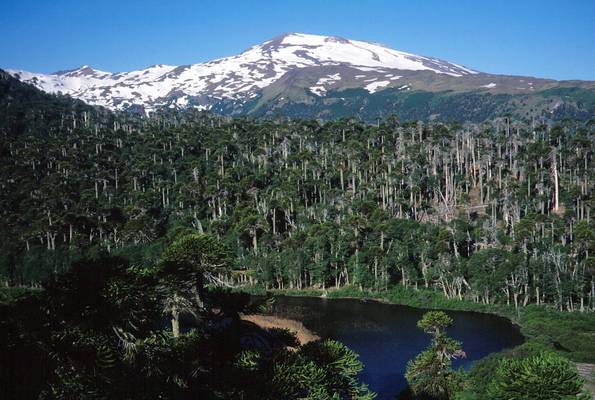 Volcán Copahue