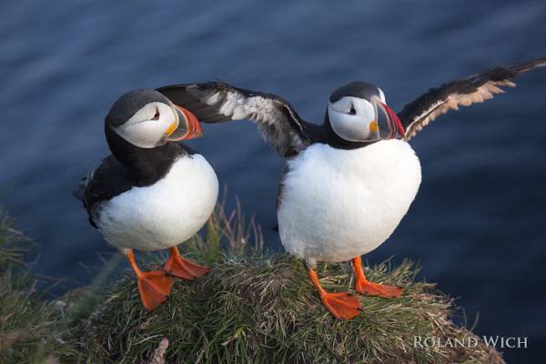 Puffins
