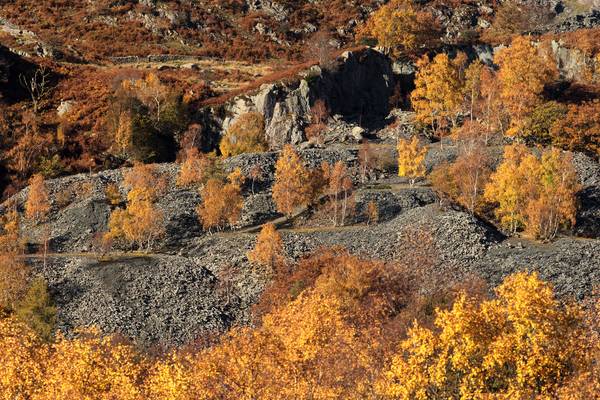 Amazing Autumnal Colours at Hodge Close, Lake District
