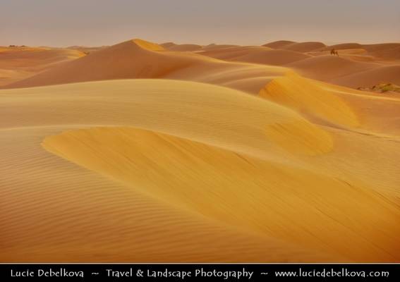 Oman - Wahiba Sands - Lonely Camel at Warm Sunset Time