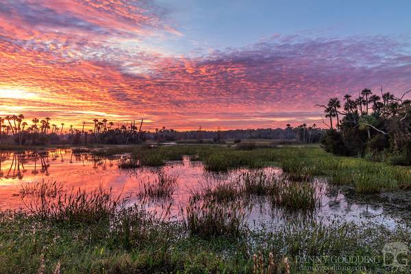 Early this morning at Orlando Wetlands in central Florida [OC] [1280x854]