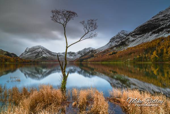 The Buttermere lone tree ..