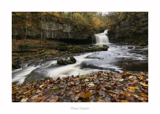 West Burton Splendour