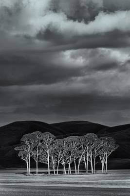 Small Group of Trees (bw version)