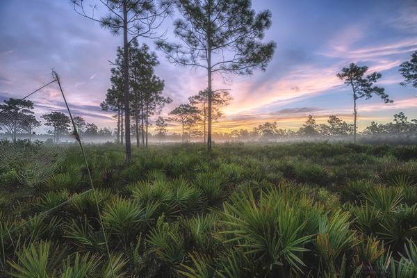 Foggy sunrise at Split Oak Forest in Orlando, Florida [OC] [2047x1455]