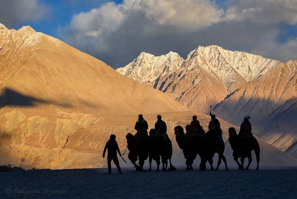 Camel ride in Nubra valley with the Karakoram mountains in the backdrop