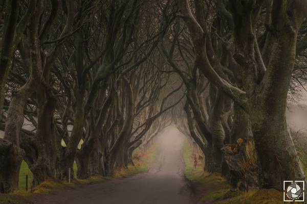 Foggy morning no Dark Hedges