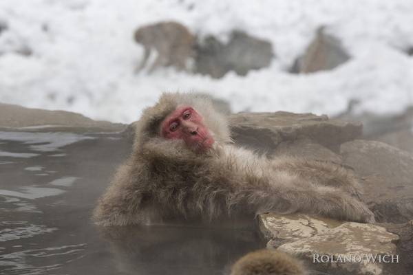 Snow Monkeys