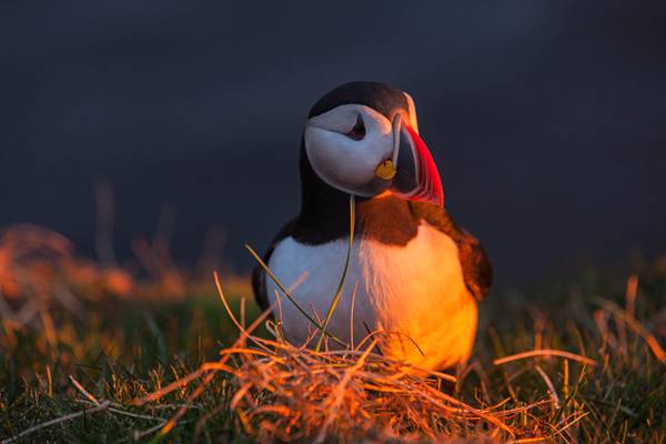 Puffin in the midnight sun