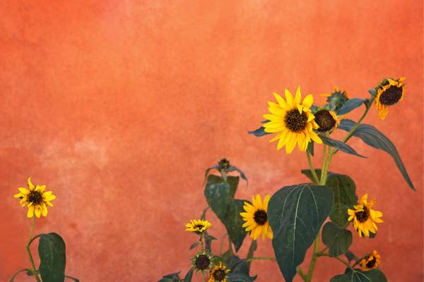 Adobe Sunflowers