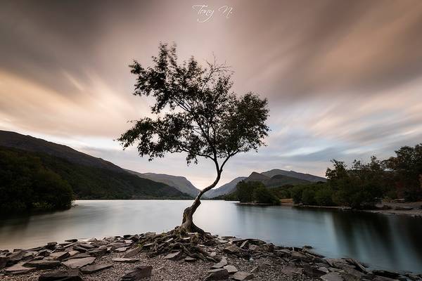 Lone Tree