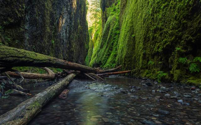 If a Tree Falls in the Gorge...