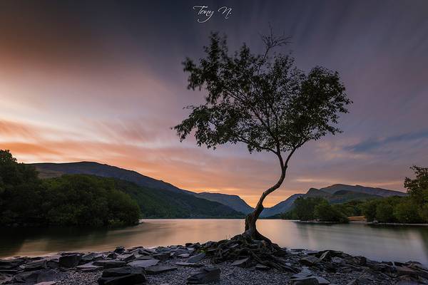 Lone Tree