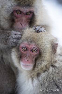 Snow Monkeys