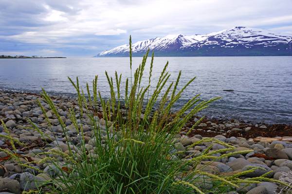 Grass & pebbles by Eyjafjörður